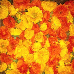 カレンデュラ/ガーデニング/オーガニック生活 種から育てた 金盞花が超満開‼️
お花が…(1枚目)
