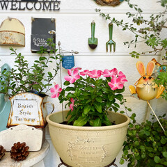 ガーデンピック/ozaki FLOWER PARK/暮らし/salut!/シャンブル/KOMERI/... 花屋さんで可愛い鉢を購入プラスティックな…(2枚目)