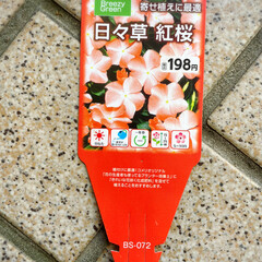 ガーデンピック/ozaki FLOWER PARK/暮らし/salut!/シャンブル/KOMERI/... 花屋さんで可愛い鉢を購入プラスティックな…(10枚目)