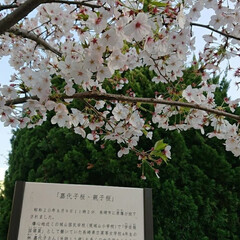 春のフォト投稿キャンペーン 学校のソメイヨシノも葉が出だした(。´-…(3枚目)