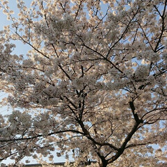 春のフォト投稿キャンペーン 学校のソメイヨシノも葉が出だした(。´-…(1枚目)