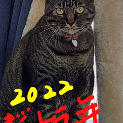 2022/猫/キジトラ 明けましておめでとうございます🎍
皆様に…(1枚目)