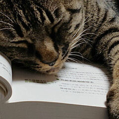 猫/にゃんこ同好会 邪魔しながら、熟睡
むちゃくちゃ邪魔💕(1枚目)
