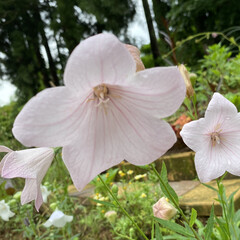 お庭/ガーデニング/白と淡いピンクのキキョウも咲いている/お花たちとキイトトンボ/実家 実家のお花たちとキイトトンボ☆

白と淡…(2枚目)