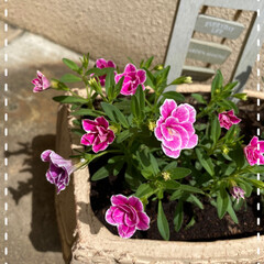 植物/太陽の光をあびて元気/昨日植えたカリブラコア/スズランもキレイに咲いている/お庭/お花たち/... 今日のお花たち☆

お庭のスズランもキレ…(2枚目)