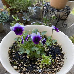 もらった/紫のビオラは姉上が育てた/晴れた今日寄せ植え/ヘブンリーブルー/レモンシフォン/淡い色合い/... 今日のお花たち☆

秋の寄せ植え♪
そろ…(2枚目)