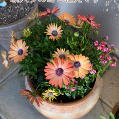 ガーデニング/寄せ植え/自宅/パート2/今日のお花たち 今日のお花たち2☆

自宅のお花たちです…(4枚目)