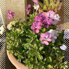 寄せ植え/植物/癒し/玄関/ビオラが元気♪♪♪/今日のお花たち/... 今日のお花たち☆

暖かくなってきてビオ…(3枚目)