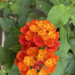 今朝/寄せ植え/お花たち/今日/ガーデニング/花 今日のお花たち☆

今朝のお花たちです♪…(2枚目)