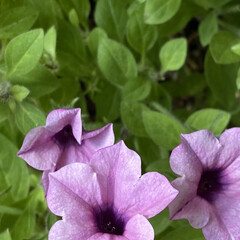 ガーデニング/玄関/キレイ/色んな色合い/フリル咲きパンジー シエルブリエ/寄せ植え/... 今日のお花たち☆

寒くなりましたが…
…(5枚目)