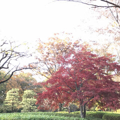 犬のいる生活/紅葉/犬/おでかけ/旅行/旅 昨日行った小金井公園、紅葉が
すすんでて…(1枚目)