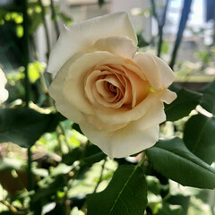 バラ/薔薇/フレンチレース/ガーデニング/お庭/花 おはようございますﾟ･*:.｡❁‬

庭…(1枚目)