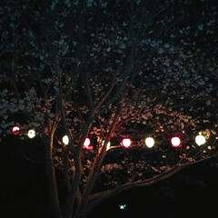 お花見/夜桜/わたしのごはん/おでかけ/フード/スイーツ お昼、子供が遊びに行ってて、お土産にとお…(4枚目)