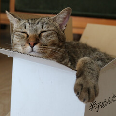 ダンボール猫/箱猫/キジトラ/保護猫/猫あるある とにかく、箱があれば必ず入ります。
どん…(1枚目)