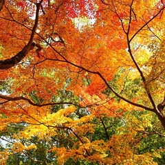秋 紅葉🍁も今からが本番
奈良公園がますます…(1枚目)