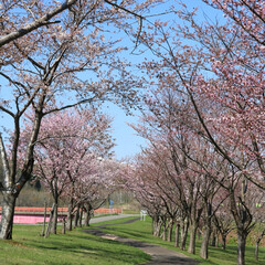 SAKURA/北海道も桜の季節🌸/桜/令和の一枚/フォロー大歓迎/GW/... 実家に日帰り帰省しました🚗 
お天気も良…(5枚目)