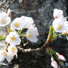 SAKURA/北海道も桜の季節🌸/桜/令和の一枚/フォロー大歓迎/GW/... 実家に日帰り帰省しました🚗 
お天気も良…(6枚目)