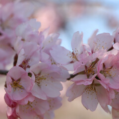 SAKURA/北海道も桜の季節🌸/桜/令和の一枚/フォロー大歓迎/GW/... 実家に日帰り帰省しました🚗 
お天気も良…(7枚目)