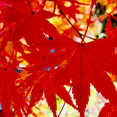 秋/風景/おでかけ もみじ狩り🍁
秋の一枚に投稿します。
山…(7枚目)