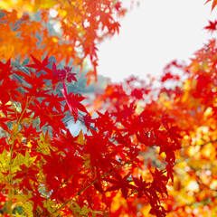 秋/風景/おでかけ もみじ狩り🍁
秋の一枚に投稿します。
山…(1枚目)