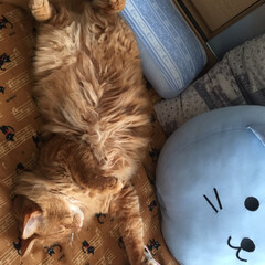 ペット/猫 どんな寝ぞうしてるの⁉️(2枚目)