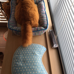 ペット/猫 ベッドが小さいかなぁ〜⁇(1枚目)