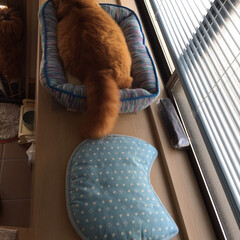 ペット/猫 ベッドが小さいかなぁ〜⁇(2枚目)