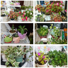 インテリア/100均/ダイソー/ガーデニング/花/猫 ベランダの花🌸💠🌱🌵🌿達をお部屋に移動🎶…