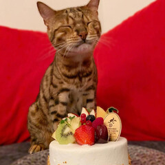 おじいちゃん/猫/ねこ/ベンガルキャット/ベンガル/ケーキ/... ロディちゃん🎂😻🎀
お誕生日おめでとう❤…(10枚目)