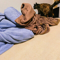 寝具/ベッド/毛布/ペット/猫/犬/... 敷毛布、はじめました。(1枚目)