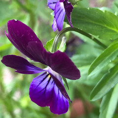 隠れる/カマキリ/紫/すみれ/スミレ 玄関先のスミレの花に隠れるようにカマキリ…(1枚目)