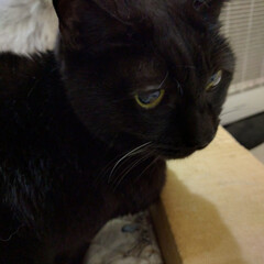黒目/黒猫/黒/ネコ/ねこ/猫/... 長老ネコ
18歳まだまだ毛艶がいい頃(1枚目)