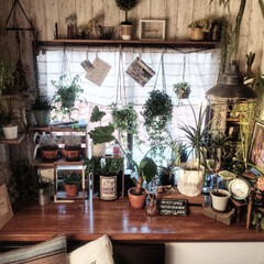 出窓/植物/木箱/DIY 出窓エリアは木箱を重ねて植物棚がわりに。(1枚目)