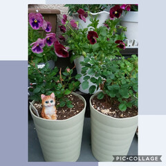 ミニ薔薇/ガーデニング/ベランダ 連れてきて1年すぎたミニ薔薇🌹💫ちゃんワ…