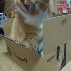 愛猫/立ち耳スコティッシュフォールド まぁ〜Amazonの箱にINしたはいいけ…(3枚目)