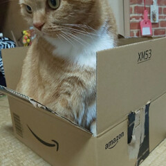 愛猫/立ち耳スコティッシュフォールド まぁ〜Amazonの箱にINしたはいいけ…(2枚目)
