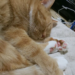 ハンドメイド/猫/おやすみショット テレ朝見ながら、…
昔懐かしい歌を聞きな…