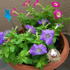 ペチュニアまだまだ咲いてる/朝顔/ピラミッド紫陽花/ガーデニング/オジギソウ おはようございます٩(*´꒳`*)۶
連…(5枚目)
