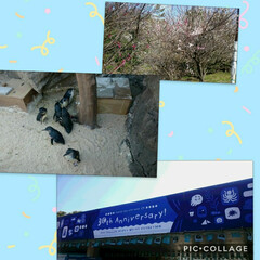 お散歩/おでかけ/葛西臨海公園 10時〜葛西臨海公園へ行ってきました。い…(1枚目)