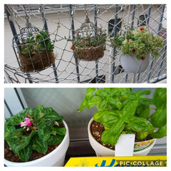 多肉植物/シクラメンの花/ベビーサンローズ/ガーデニング/ベランダ 大雨警報☔️☔️出たり、よく降る雨だ〜💦…