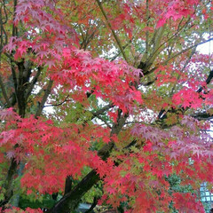 秋/風景/旅 やっと秋らしくなって来ました。橿原神宮で…(1枚目)
