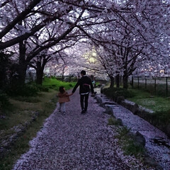 春のフォト投稿キャンペーン/おでかけ/風景/おでかけワンショット 昨日の夜に雨が降り、桜が散って桜の道に……(2枚目)
