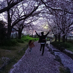 春のフォト投稿キャンペーン/おでかけ/風景/おでかけワンショット 昨日の夜に雨が降り、桜が散って桜の道に……(1枚目)
