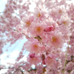 春のフォト投稿キャンペーン 垂れ桜が綺麗に咲いていました。(1枚目)