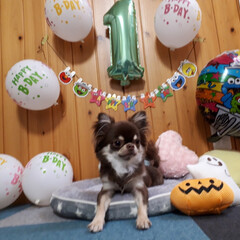 誕生日/犬 先日
ごじろーくん１才のお誕生日を迎えま…(4枚目)