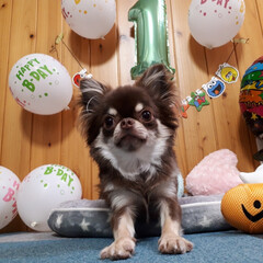 誕生日/犬 先日
ごじろーくん１才のお誕生日を迎えま…(5枚目)