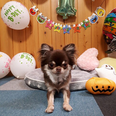 誕生日/犬 先日
ごじろーくん１才のお誕生日を迎えま…(6枚目)
