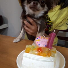 誕生日/犬 先日
ごじろーくん１才のお誕生日を迎えま…(2枚目)