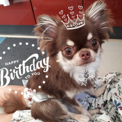 誕生日/犬 先日
ごじろーくん１才のお誕生日を迎えま…(1枚目)