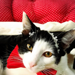 猫/mix白黒ブチ/ペット/クムクム←名前です クムクムは男の子だけど寝ているすきにリボ…(1枚目)